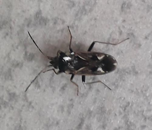Réf. 269 907 : Rhyparochromus vulgaris